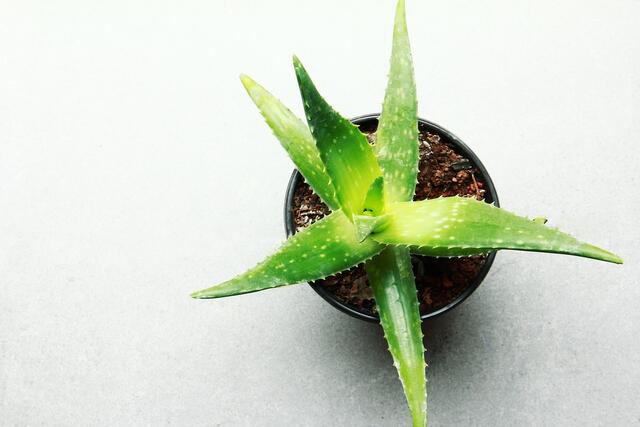 Az aloe vera segíthet