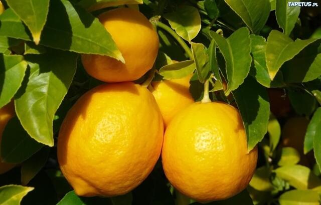 A legegészségesebb gyümölcs - citrom