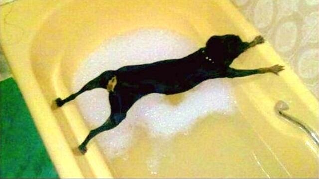 Kutyák, akik nem akarnak fürdeni