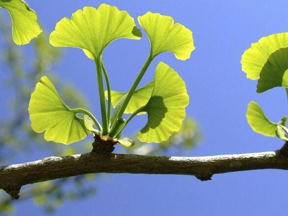 Frissítsd a memóriád ginkgo bilobával Tarts a toppon a memóriádat ezzel a szuper gyógynövénnyel és nem lesz gondod a feledékenységgel!