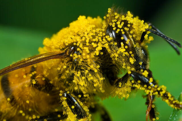 Pollenek térképpel