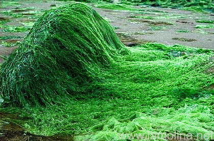 A spirulina algát a „szuperételek” kategóriába sorolják, és nem érdemtelenül. Ez a jelző olyan élelmiszereket jelöl, amelyek teli vannak tápanyagokkal, számos enzimet tartalmaznak, magas a klorofilltartalmuk, és összességében bázikus hatást mutatnak a sze