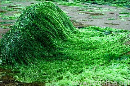 9 ok, miért egyél naponta spirulinát A spirulina algát a „szuperételek” kategóriába sorolják, és nem érdemtelenül. Ez a jelző olyan élelmiszereket jelöl, amelyek teli vannak tápanyagokkal, számos enzimet tartalmaznak, magas a klorofilltartalmuk, és összességében bázikus hatást mutatnak a sze