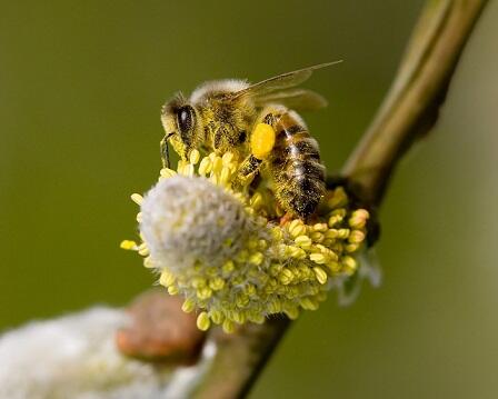 Pollen, csípés, allergia – és amit ellenük tehetünk Süt a nap, melegszik az idő, irány a természet! Azonban vigyáznunk kell, nehogy a kezdeti lelkesedés csípésnyomokba, viszketésbe, rosszabb esetben súlyosabb allergiás tünetekbe, majd indokolatlan természetundorba csapjon át. Egy kis körültekintés, némi el
