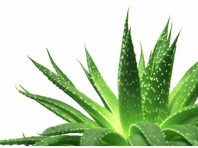 Így hsználd az Aloe Verát külsőleg és belsőleg Az aloe vera a természet igazi gyógyító ajándéka, melyet otthon is tarthatsz. Ha Neked is van, most megtudhatod, hogy használd