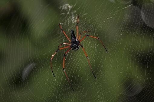 Pollen, csípés, allergia – és amit ellenük tehetünk Süt a nap, melegszik az idő, irány a természet! Azonban vigyáznunk kell, nehogy a kezdeti lelkesedés csípésnyomokba, viszketésbe, rosszabb esetben súlyosabb allergiás tünetekbe, majd indokolatlan természetundorba csapjon át. Egy kis körültekintés, némi el