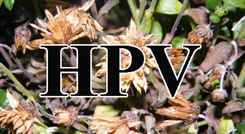 Meglepő vallomás a HPV elleni védőoltás egyik vezető kutatójától! Meglepő vallomás a HPV elleni védőoltás egyik vezető kutatójától!