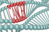 daganatos betegségek DNS
