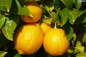 A legegészségesebb gyümölcs - citrom