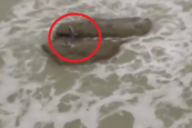 Tovább a bejegyzéshez Elképesztő videó! Egy igazi sellőlányt kaptak lencsevégre Izraelben!!!