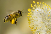 Pollen, csípés, allergia – és amit ellenük tehetünk Süt a nap, melegszik az idő, irány a természet! Azonban vigyáznunk kell, nehogy a kezdeti lelkesedés csípésnyomokba, viszketésbe, rosszabb esetben súlyosabb allergiás tünetekbe, majd indokolatlan természetundorba csapjon át. Egy kis körültekintés, némi el