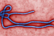 Az Ebola vírus, ami gyorsan és könnyen változik. 