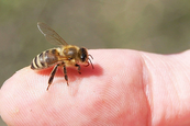 Fájdalmas de egészséges - méhszúrás