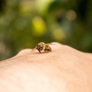 Tényleg hatásos ecetes borogatással csillapítani a méhcsípést?