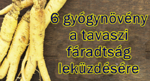 6 gyógynövény a tavaszi fáradtság leküzdésére! Gyógynövény tavaszi fáradtság ellen