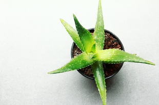 Aloe verás készítmény segíthet Az aloe vera segíthet