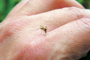 Betegségek, amit a szúnyogcsípés terjeszt