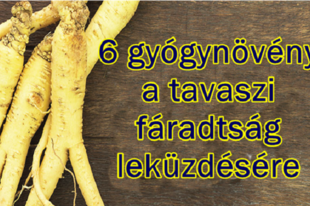 6 gyógynövény a tavaszi fáradtság leküzdésére! Gyógynövény tavaszi fáradtság ellen